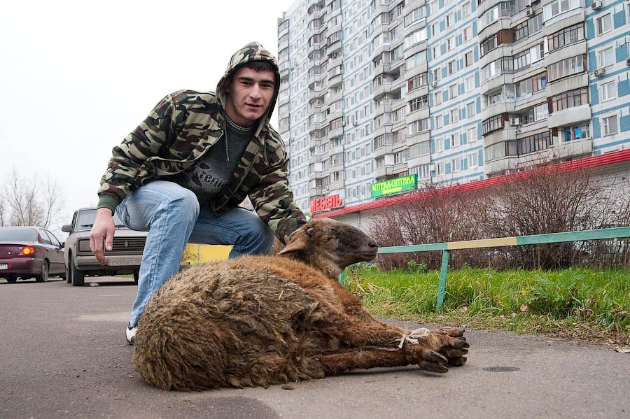 Приезжающие в России узбекские мигранты не знают, что  в этой стране нельзя на улице резать баранов